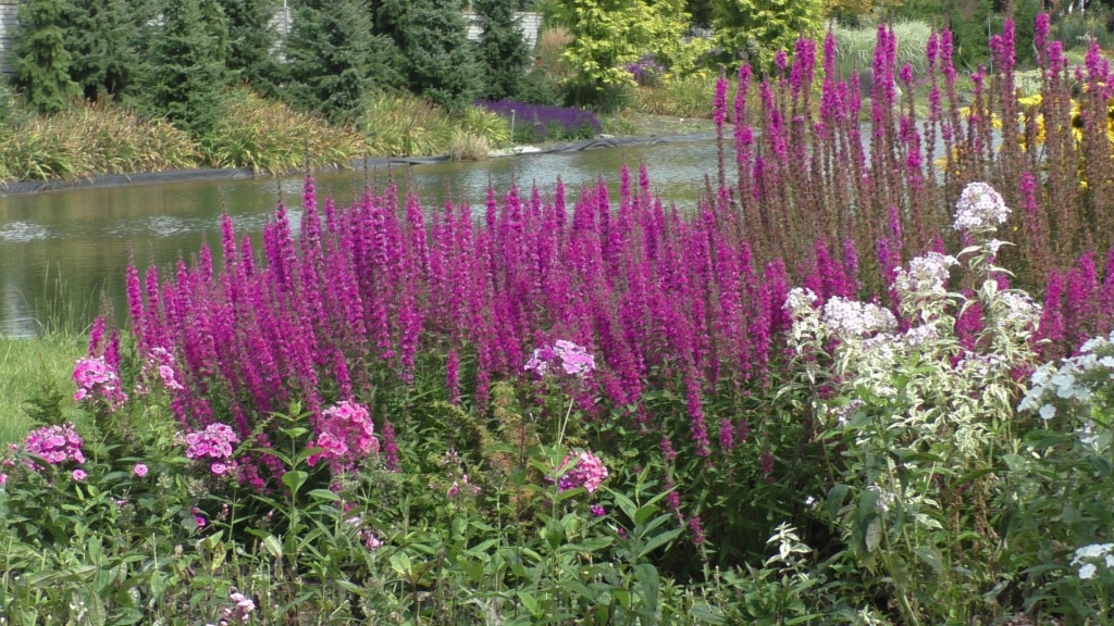 Превью изображения