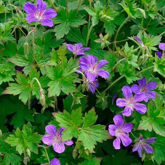 Превью изображения