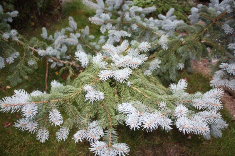 Превью изображения