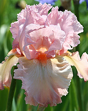 Превью изображения