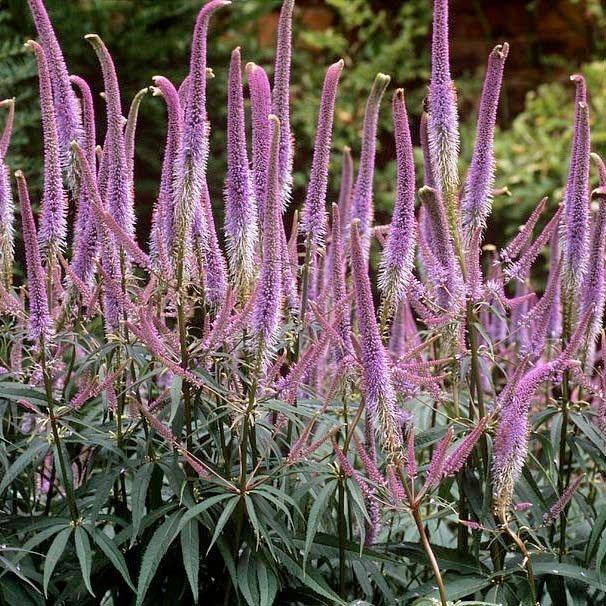 Превью изображения