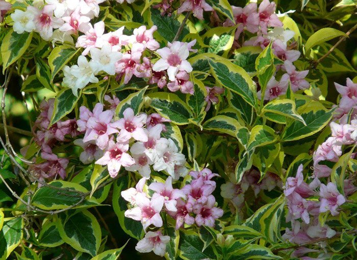 Превью изображения