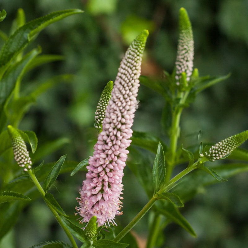 Превью изображения