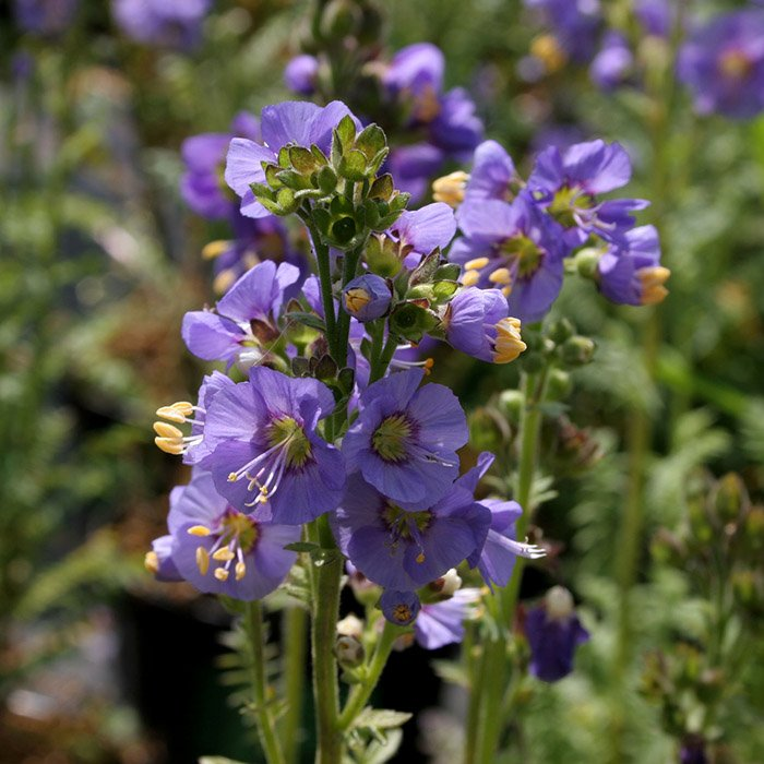 Превью изображения