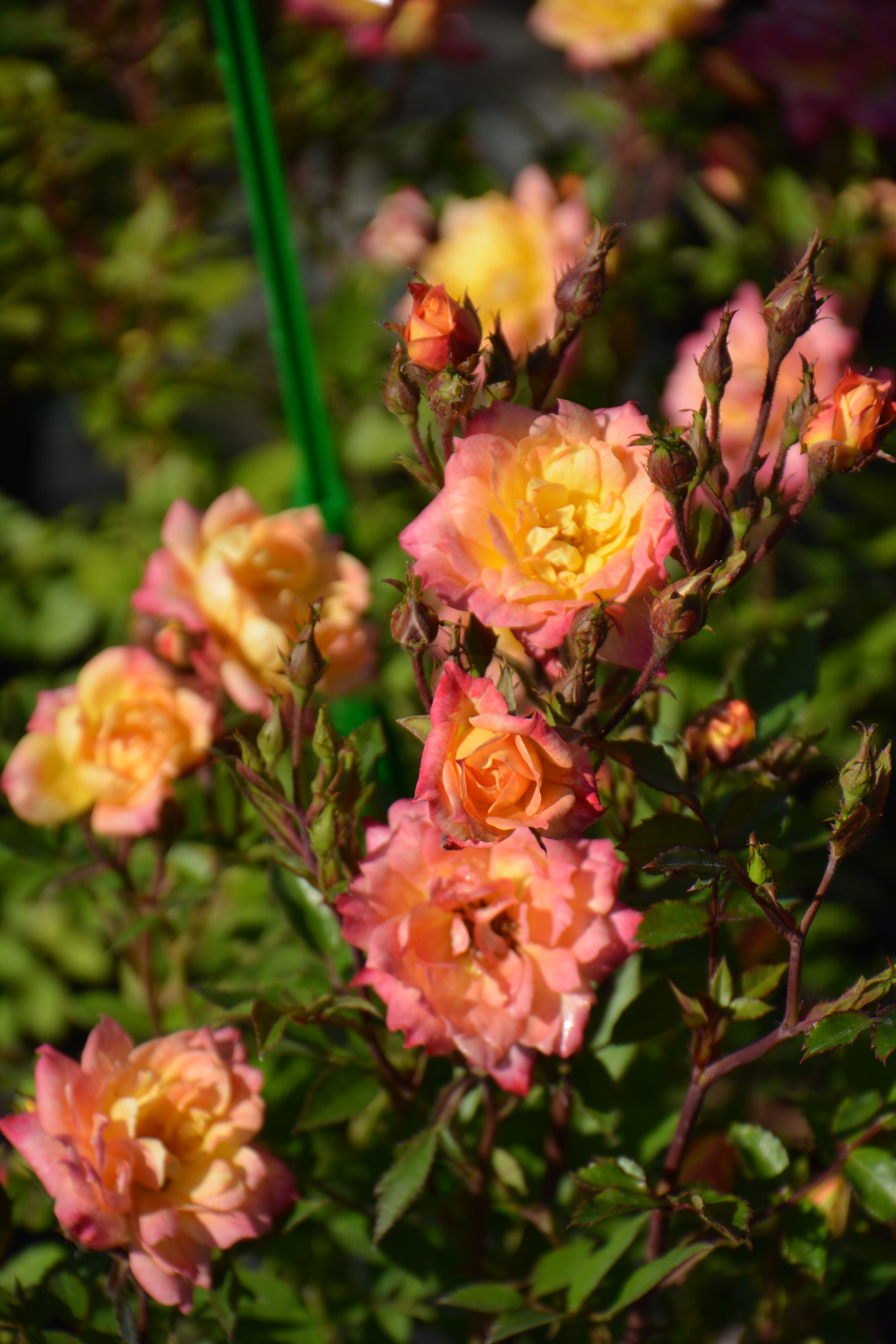 Превью изображения