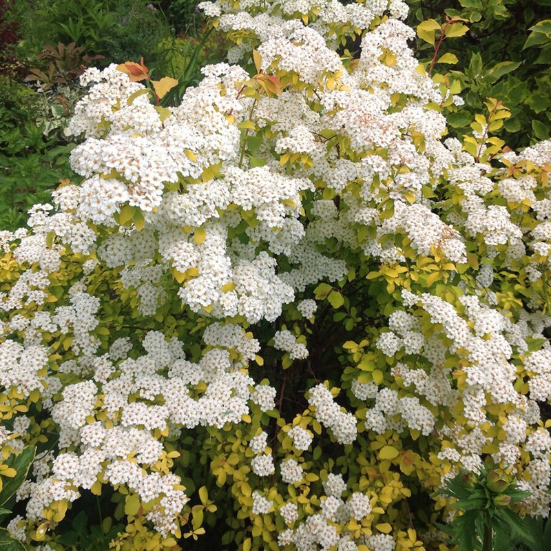 Превью изображения