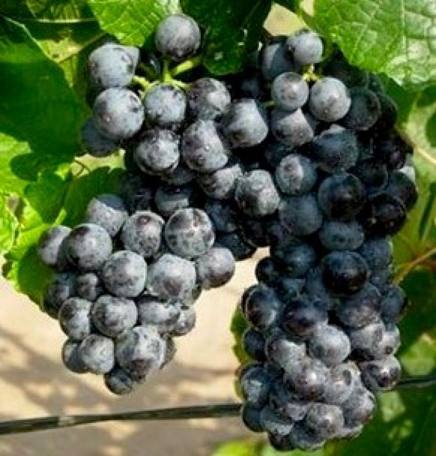 Превью изображения