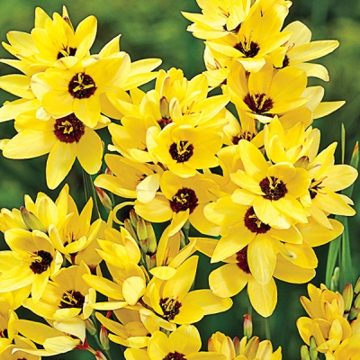 Превью изображения