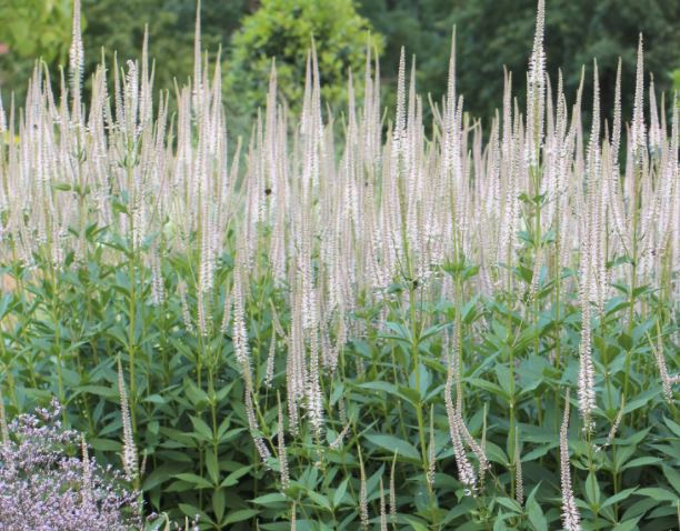 Превью изображения