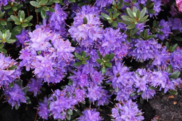 Превью изображения