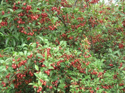 Превью изображения