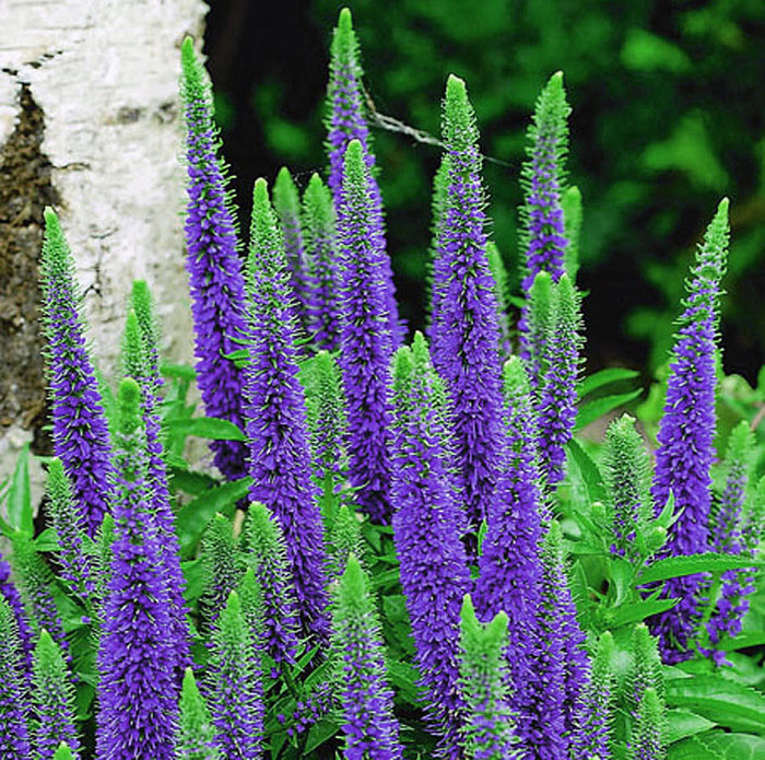 Превью изображения