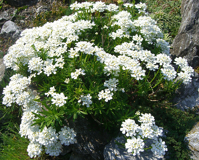 Превью изображения