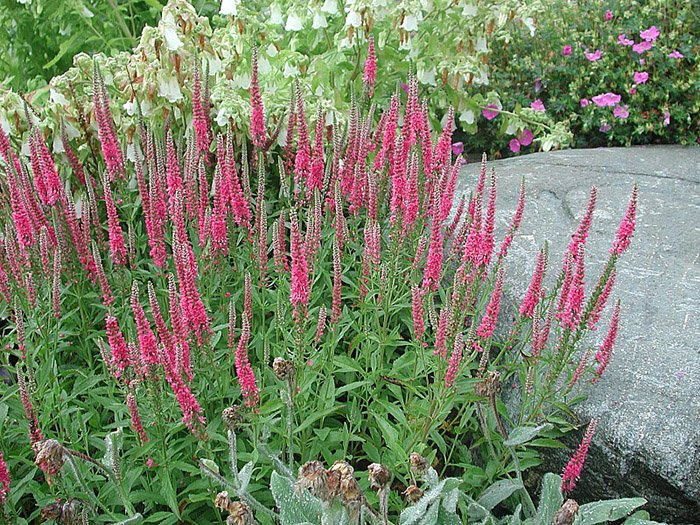 Превью изображения