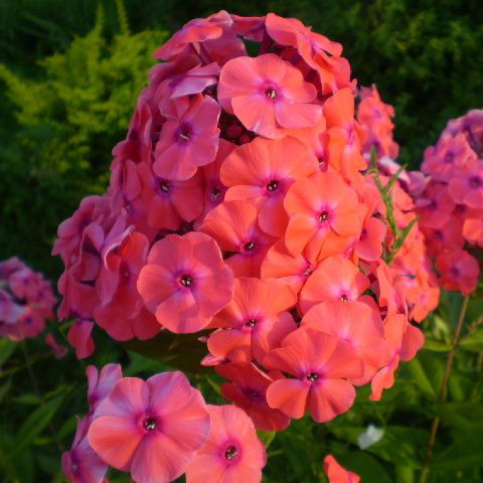 Превью изображения