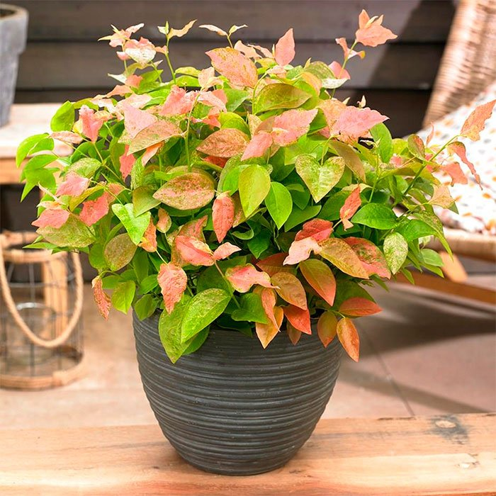 Превью изображения