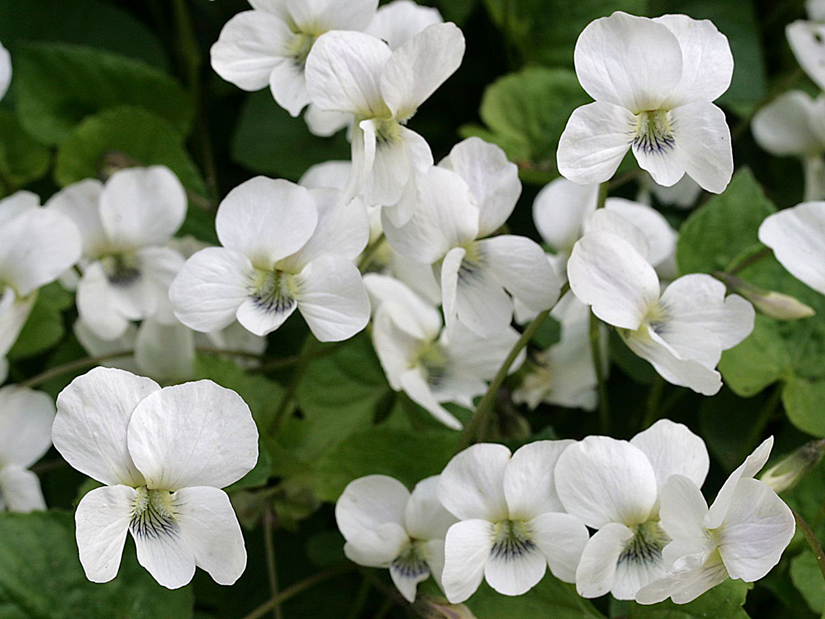 Превью изображения