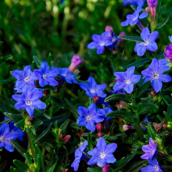 Превью изображения