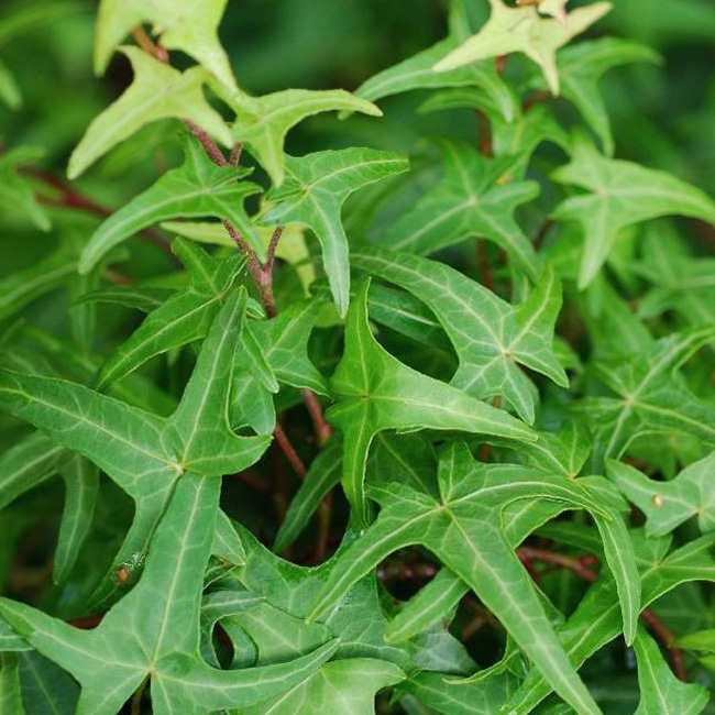 Превью изображения