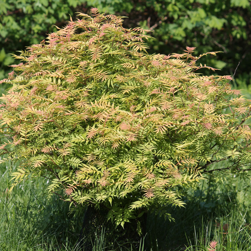 Превью изображения