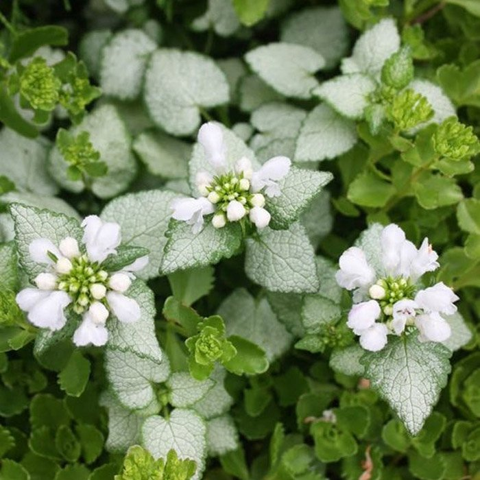 Превью изображения