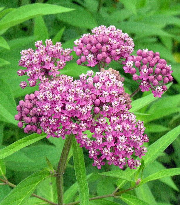 Превью изображения