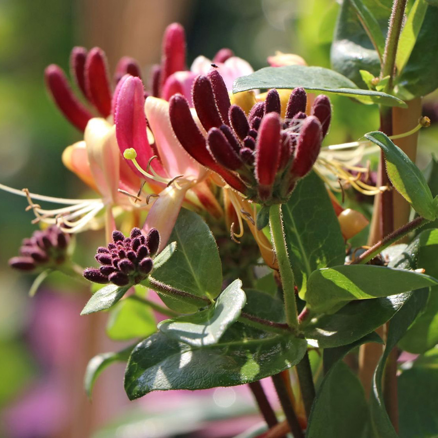 Превью изображения