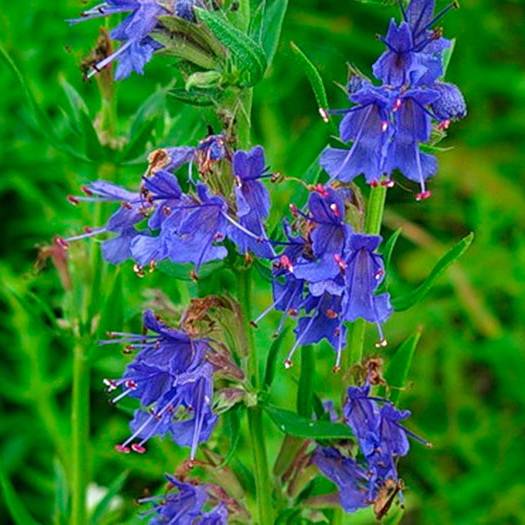 Превью изображения