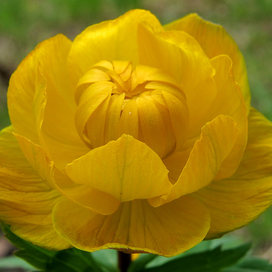 Превью изображения