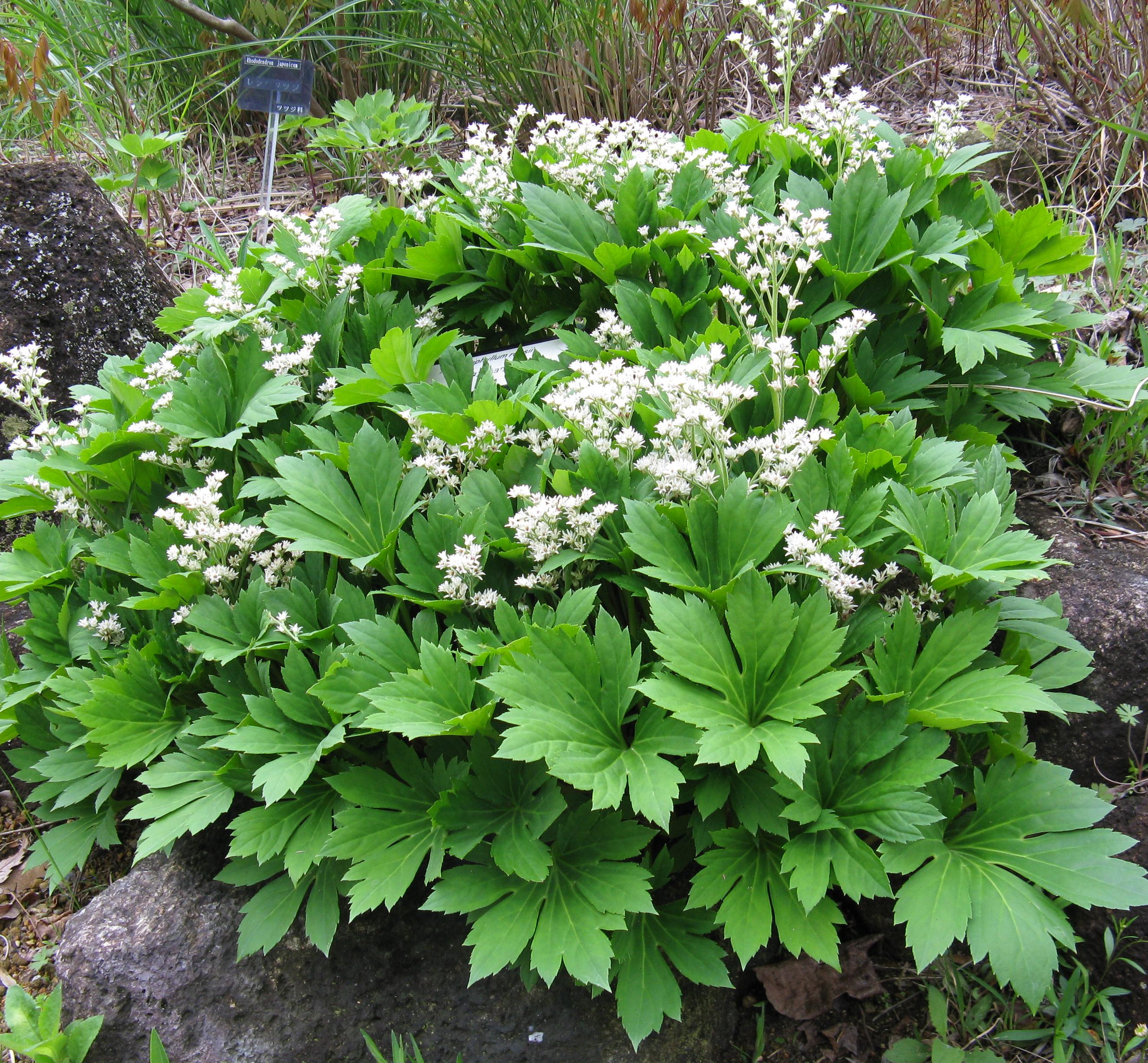 Превью изображения