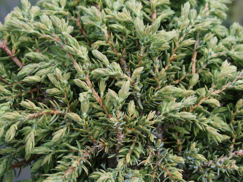 Превью изображения