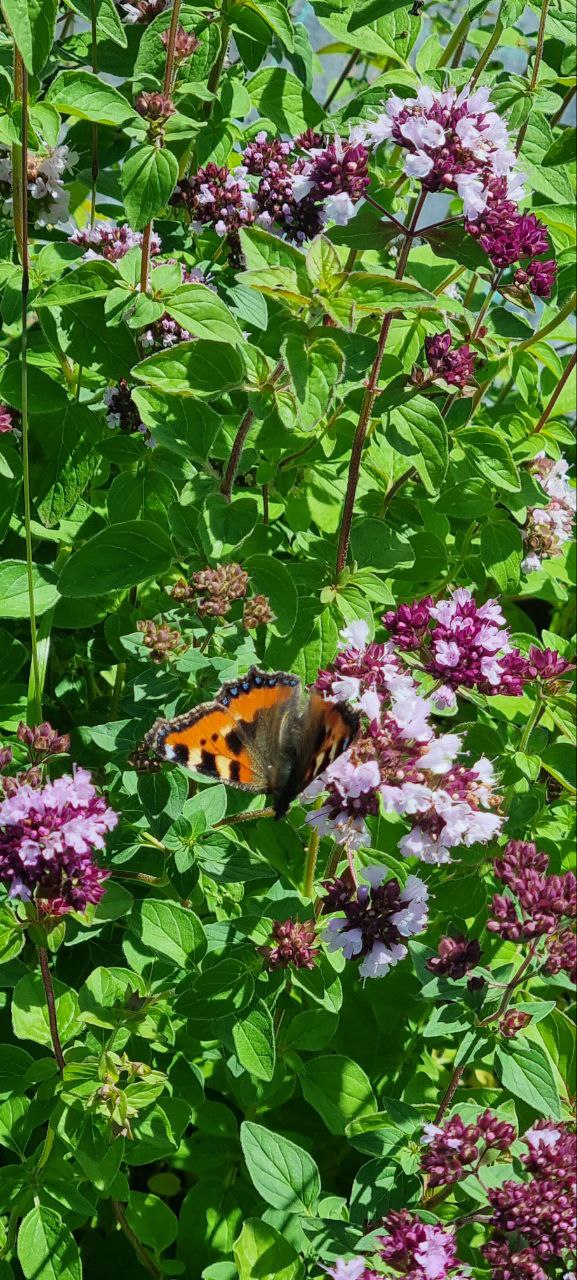 Превью изображения