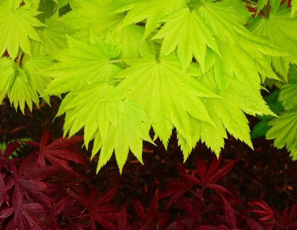 Превью изображения