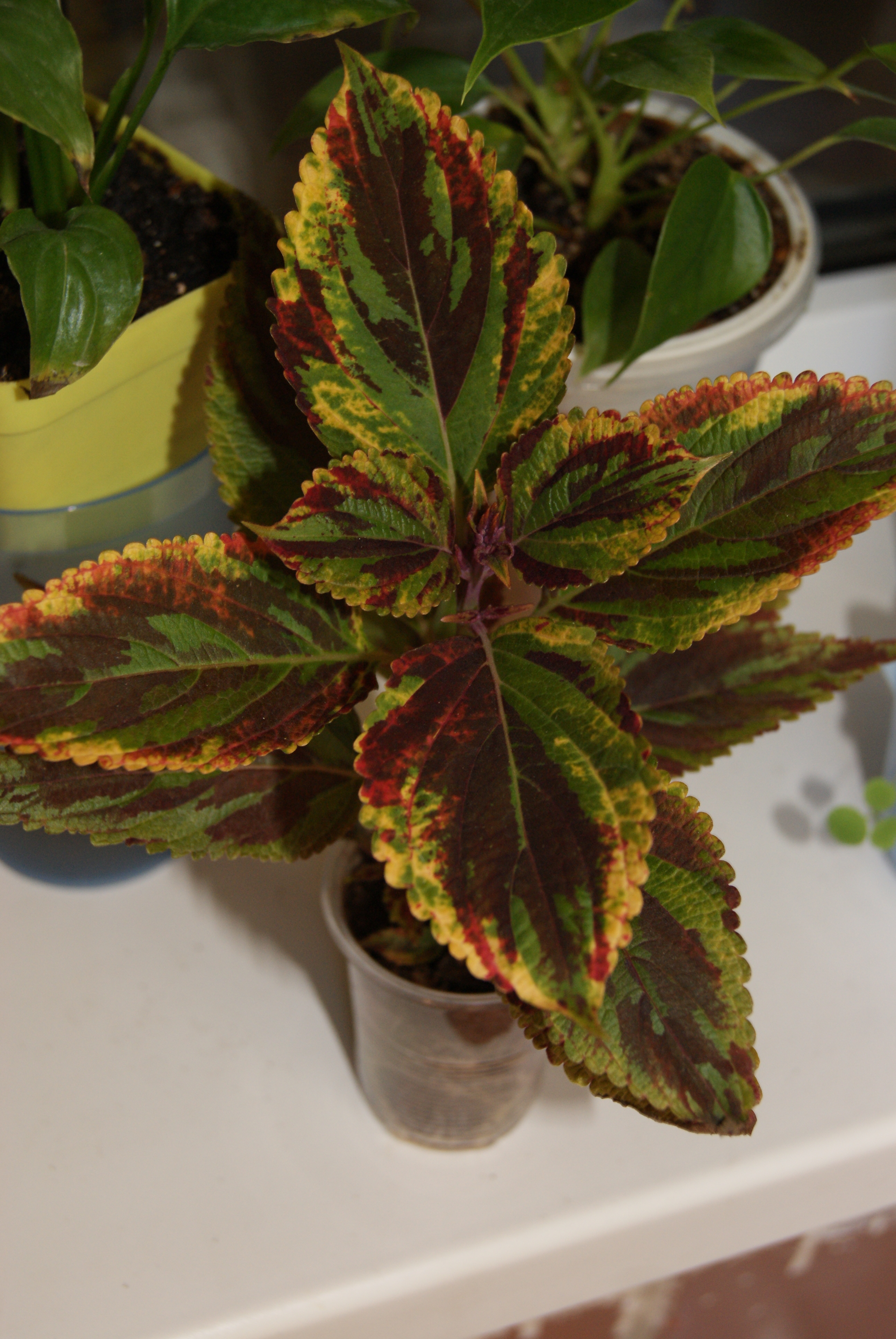 Превью изображения