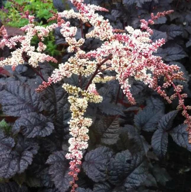 Превью изображения