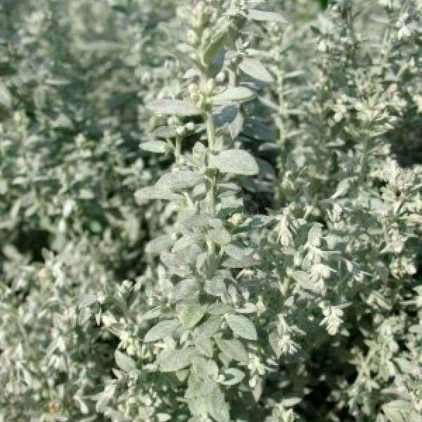 Превью изображения