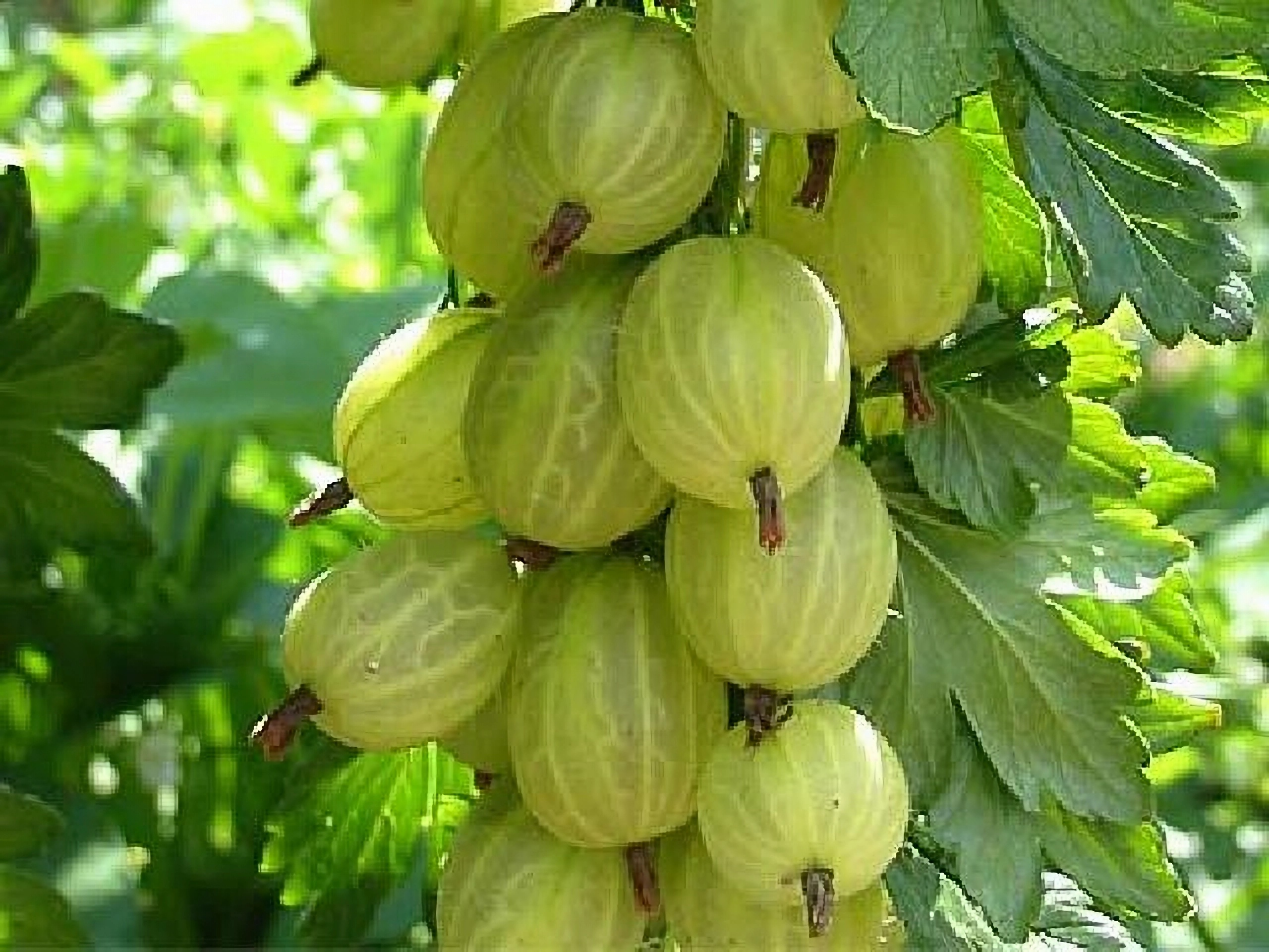 Превью изображения