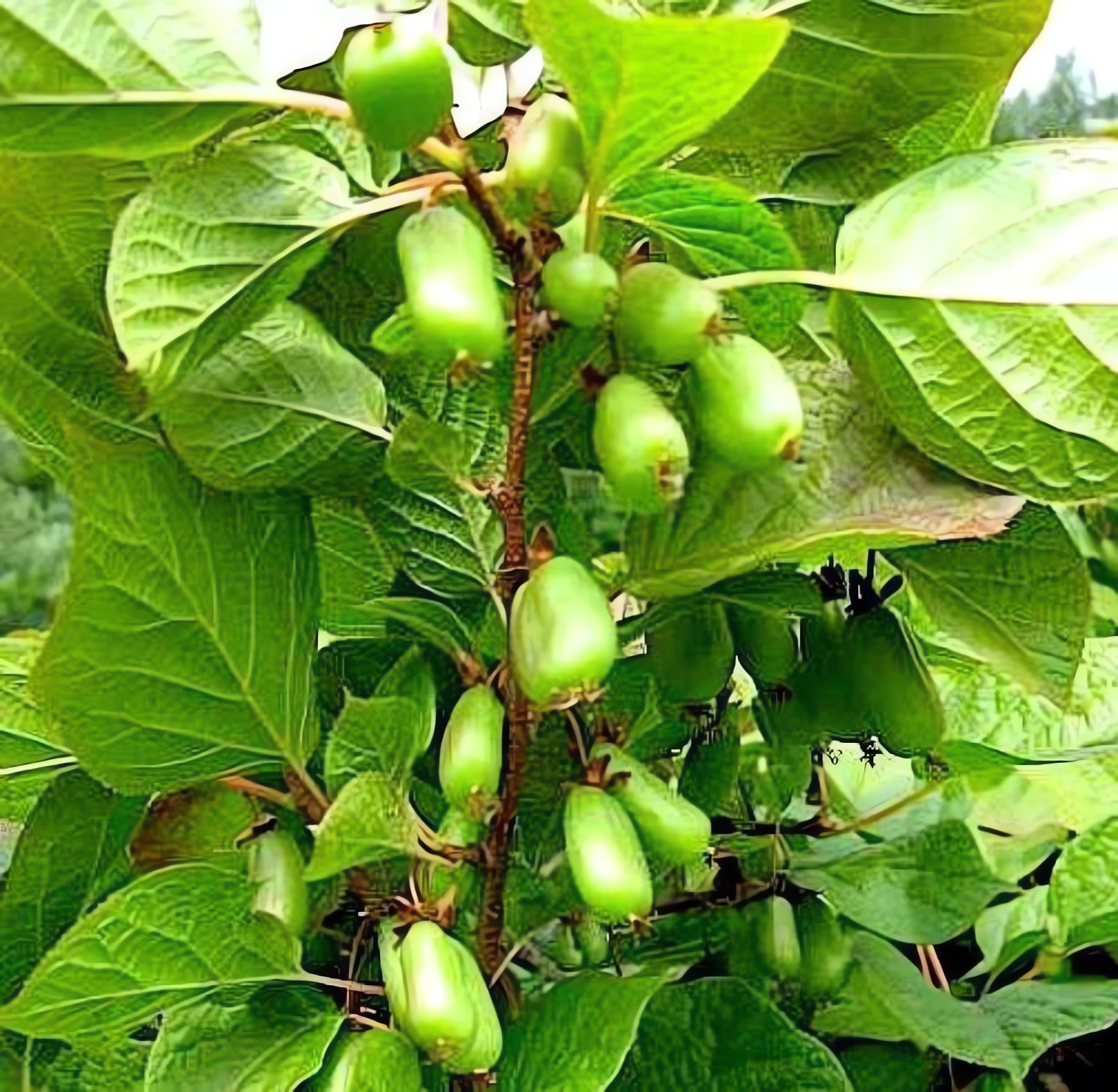 Превью изображения