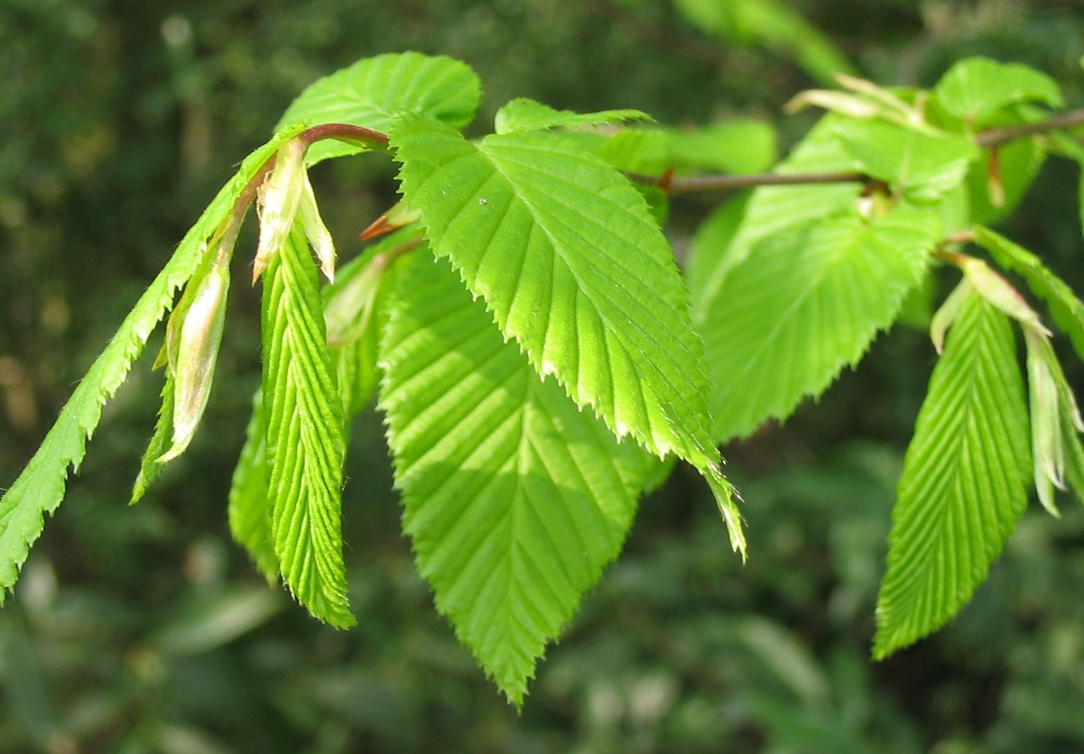 Превью изображения