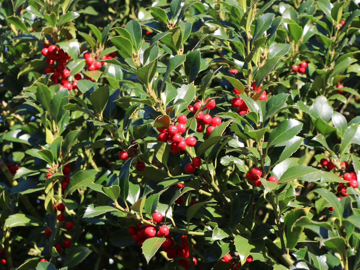 Превью изображения