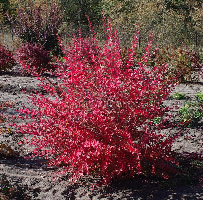 Превью изображения