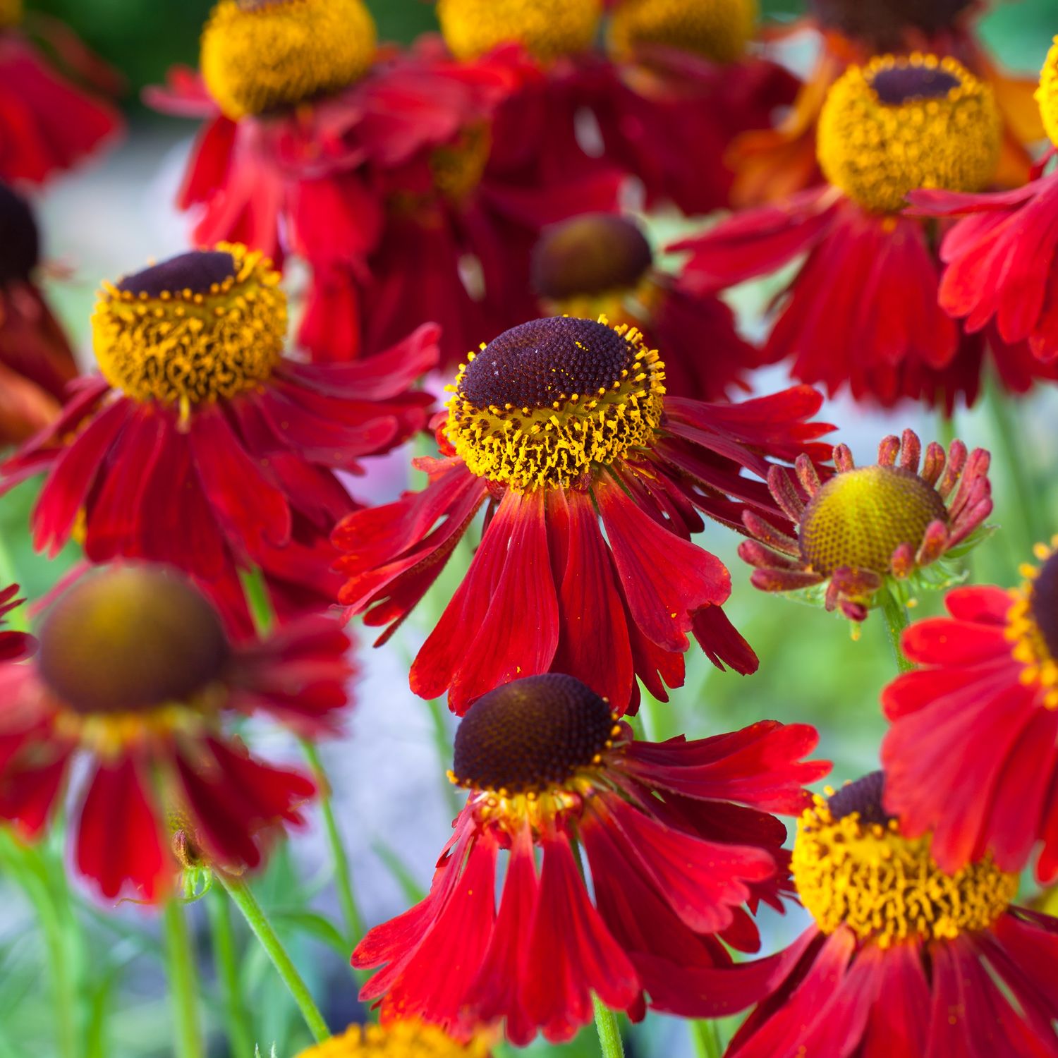 Превью изображения