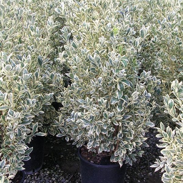 Превью изображения