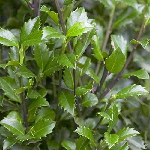 Превью изображения