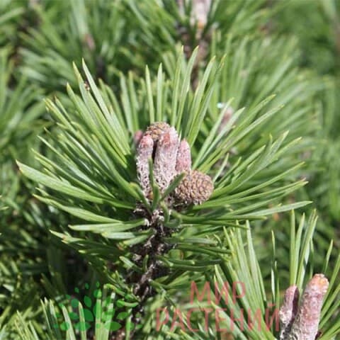 Превью изображения