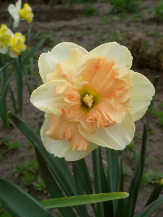 Превью изображения