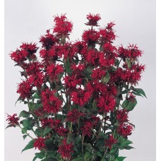 Превью изображения