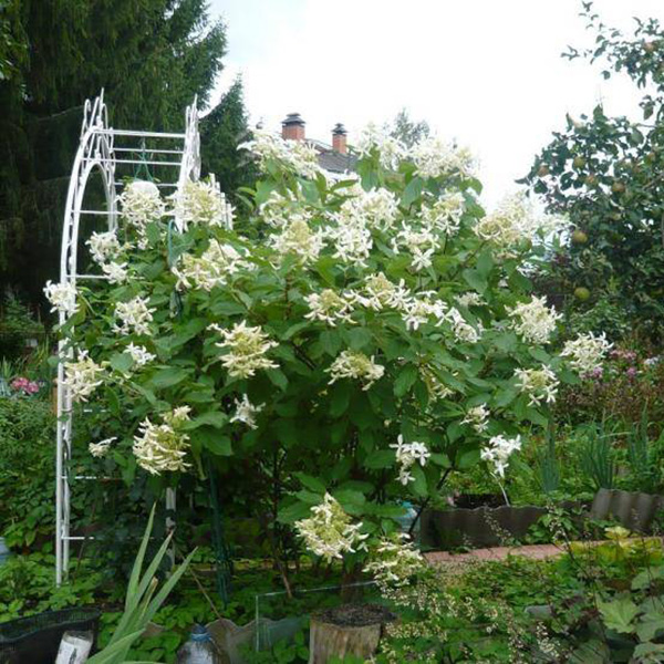 Превью изображения