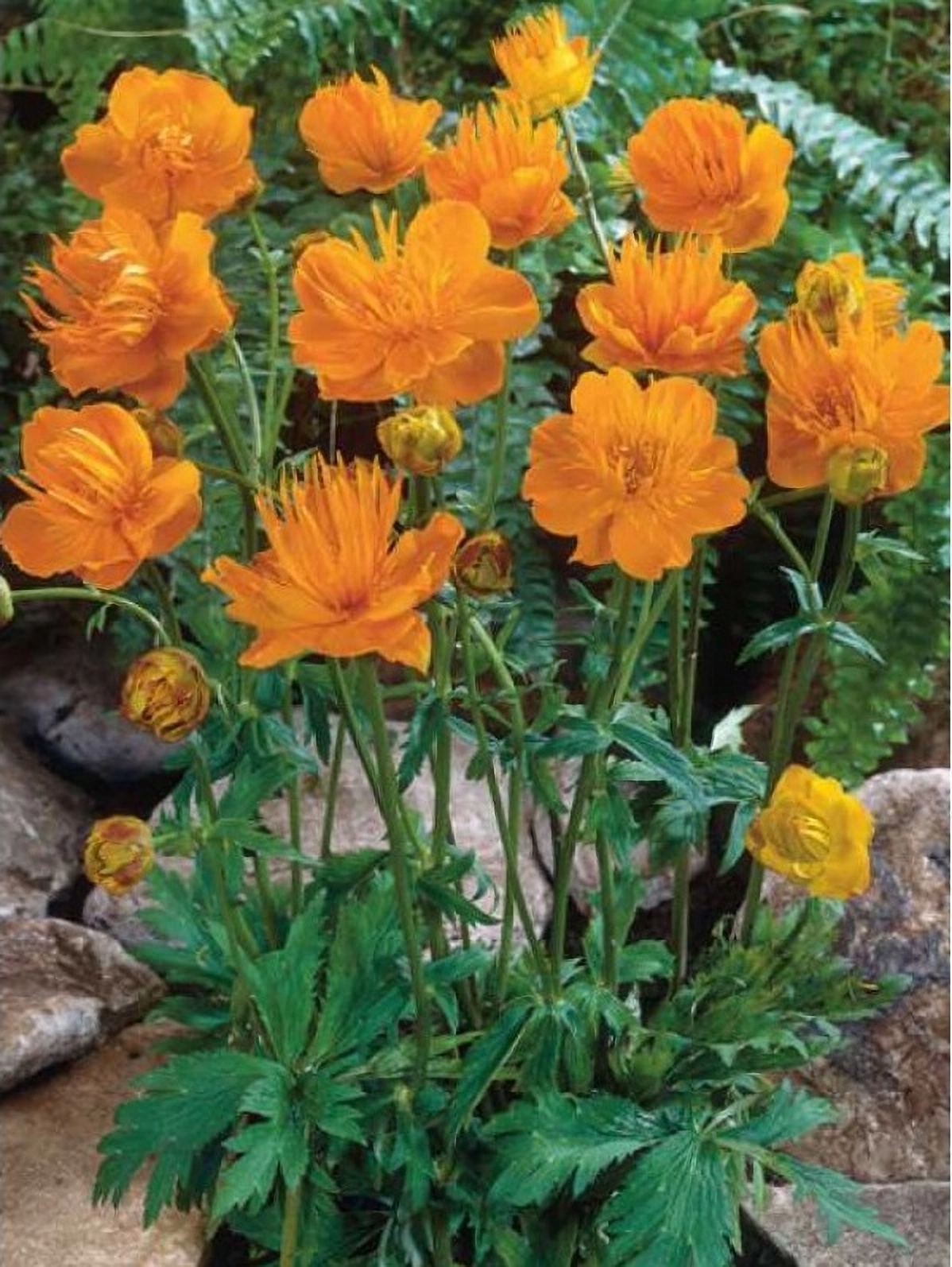 Превью изображения