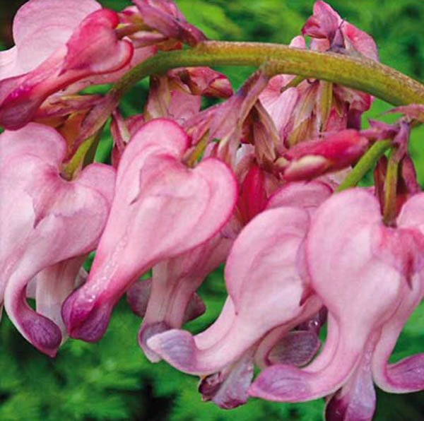 Превью изображения